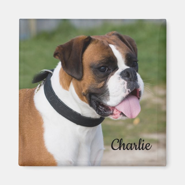 Imã Fawn e White Boxer Puppy Dog (Frente)