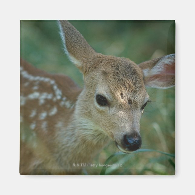 Imã Fawn na grama (Frente)