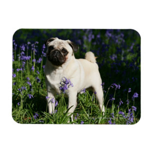 Ímã Fawn Pug em pé no Bluebells