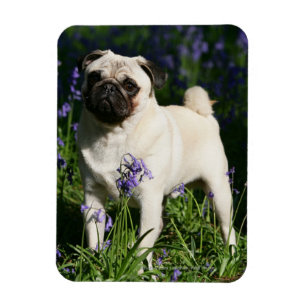 Ímã Fawn Pug em pé no Bluebells