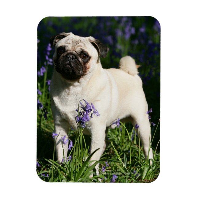 Ímã Fawn Pug em pé no Bluebells (Vertical)