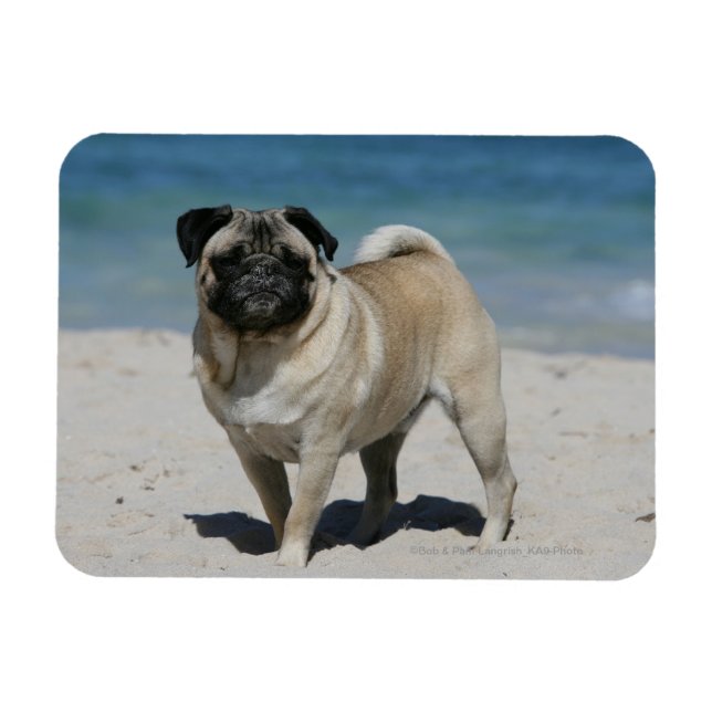 Ímã Fawn Pug na praia (Horizontal)
