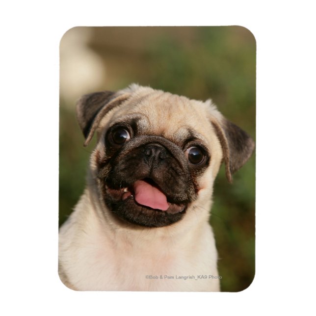 Ímã Fawn Pug Puppy (Vertical)