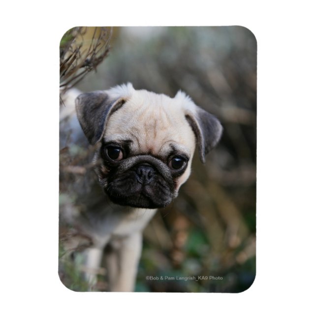 Ímã Fawn Pug Puppy (Vertical)