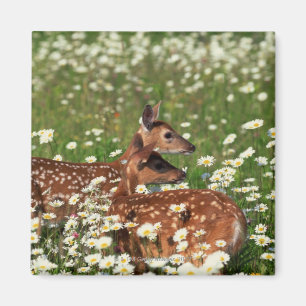 Imã Fawns de cervo de cauda branca