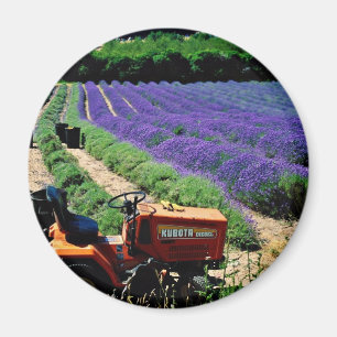 Imã Fazenda da lavanda do jérsei, ilhas channel do
