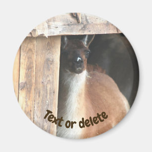 Imã Fazenda de Llamas Personalizada