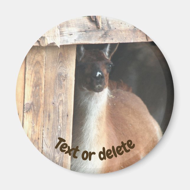 Imã Fazenda de Llamas Personalizada (Frente)