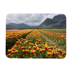 Ímã Fazenda de Tulipas perto de Agassiz, Colúmbia Brit