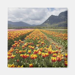 Imã Fazenda de Tulipas perto de Agassiz, Colúmbia Brit