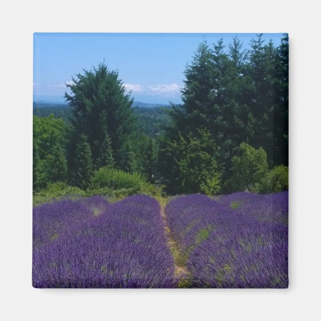 Imã Fazenda lavanda (Frente)
