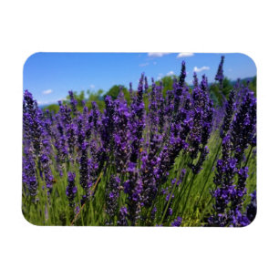 Ímã Fazenda lavanda