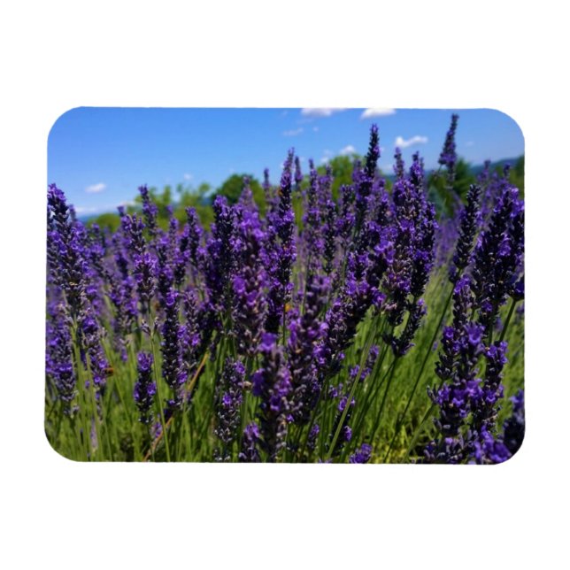 Ímã Fazenda lavanda (Horizontal)