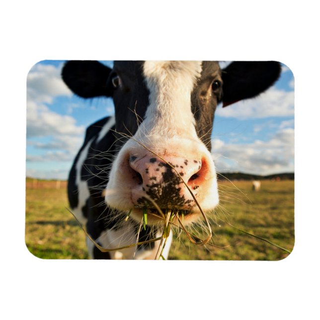 Ímã Fazendas | Mastigação De Vaca Holstein (Horizontal)