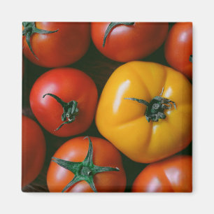 Imã Fazendas   Tomates vermelhos e amarelos brilhantes
