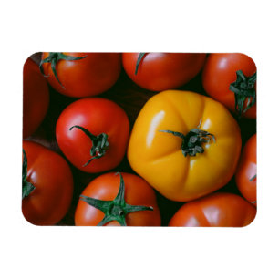 Ímã Fazendas Tomates vermelhos e amarelos brilhantes