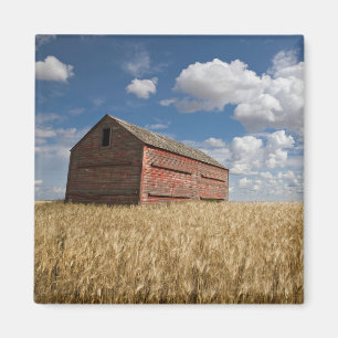 Imã Fazendas   Velho Red Barn no Campo de Trigo