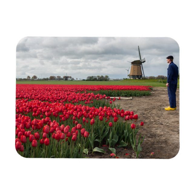 Ímã Fazendeiro inspecionando suas tulipas e moinhos de (Horizontal)