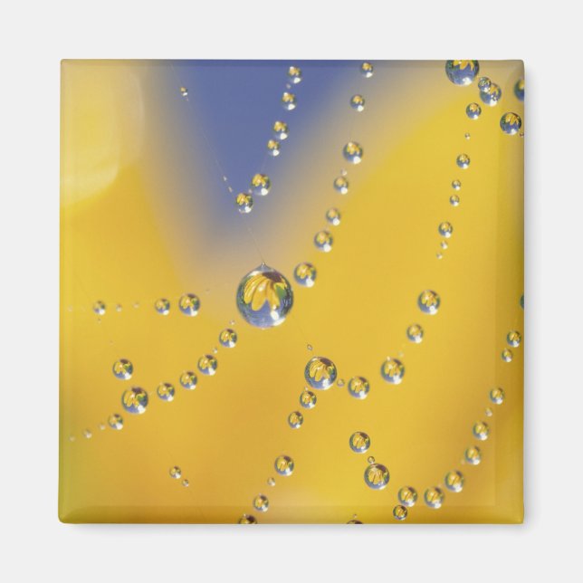 Imã Fechamento da teia de aranha com gotas de orvalho (Frente)