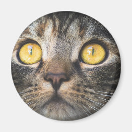 Imã Fechamento de Gato com Olhos Amarelos