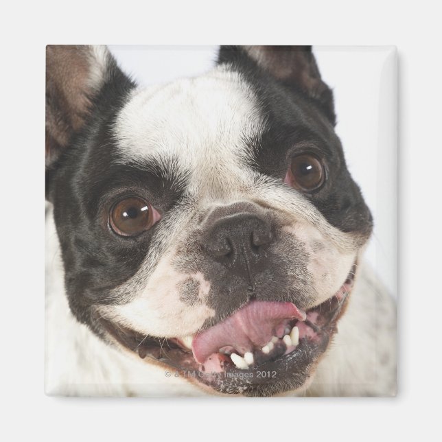 Imã Fechamento de um Boston Terrier destacando sua (Frente)