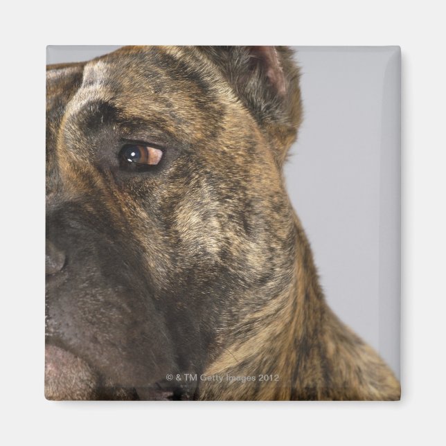 Imã Fechamento de um Boxer (Frente)