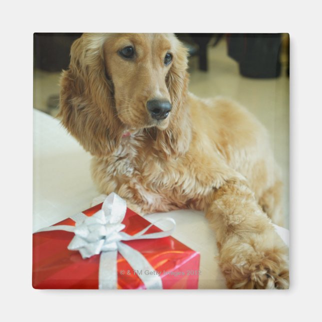 Imã Fechamento de um cão com um presente (Frente)