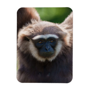 Ímã Fechamento de um Gibbon Manipulador