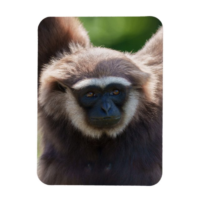 Ímã Fechamento de um Gibbon Manipulador (Vertical)