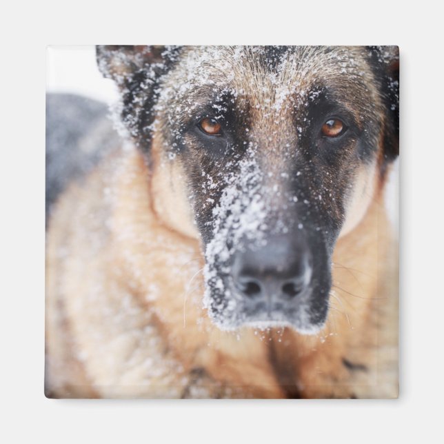 Imã Fechamento Do german shepherd Coberto Na Neve (Frente)
