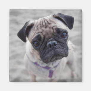 Imã Fechamento do Pug