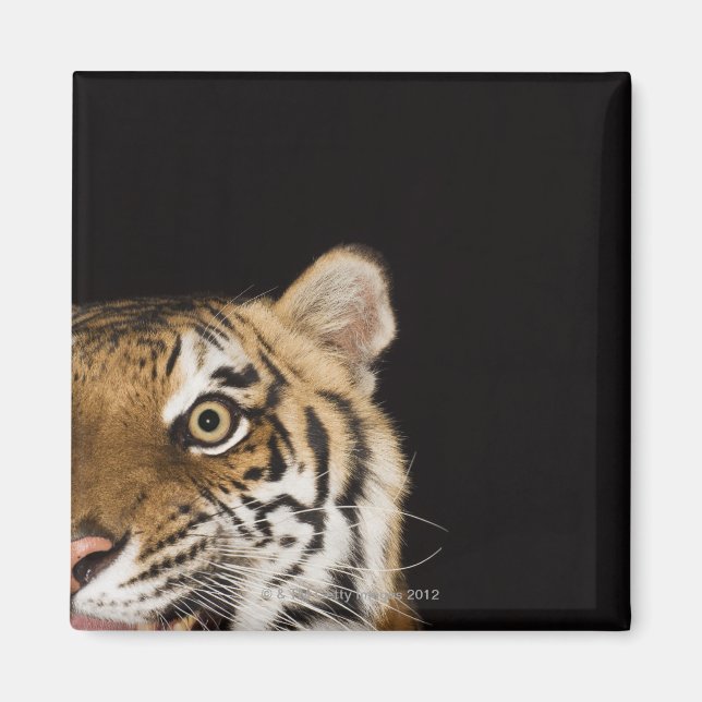 Imã Fechar a face do tigre rugindo (Frente)