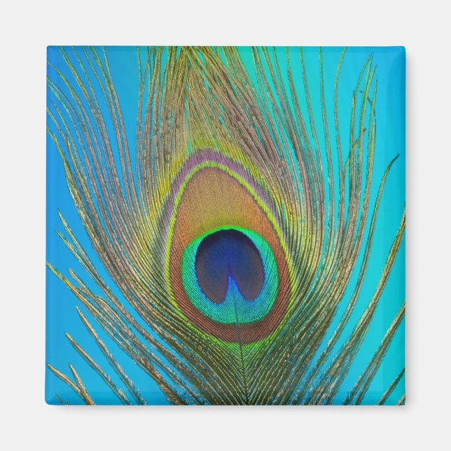 Imã Fechar a pena de pavão (Frente)