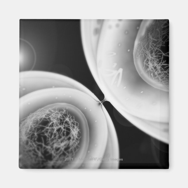 Imã Fechar a visão da divisão de células (Frente)