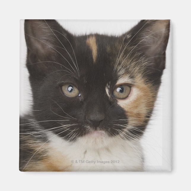Imã Fechar o gatinho (Frente)