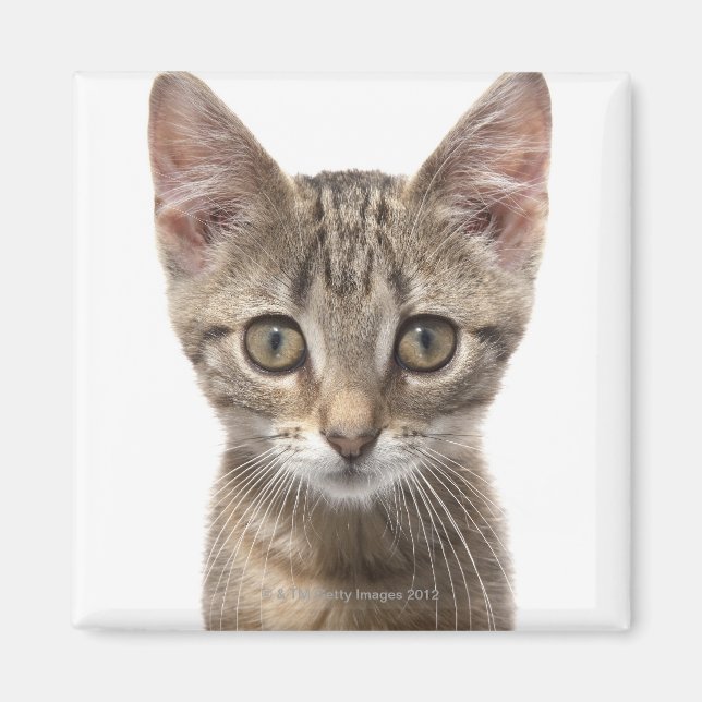Imã Fechar o retrato de um gatinho (Frente)