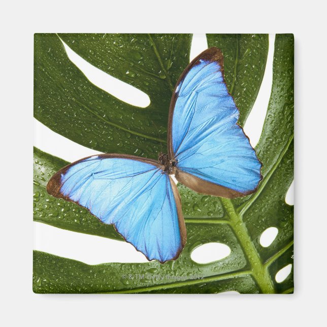 Imã Fechar uma Borboleta Azul Morpho numa palma (Frente)