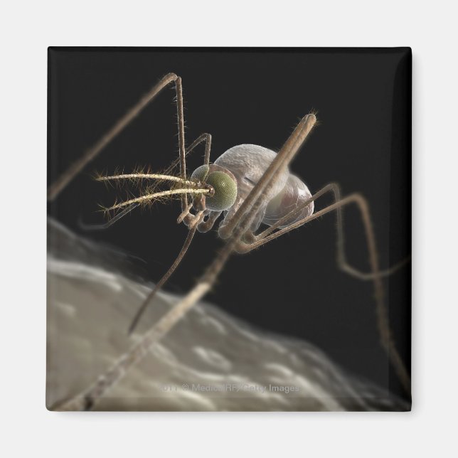 Imã Feche a picada do mosquito 3d (Frente)