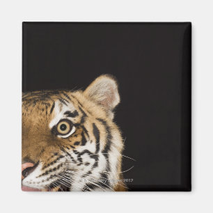 Imã Feche acima da cara do tigre rujir