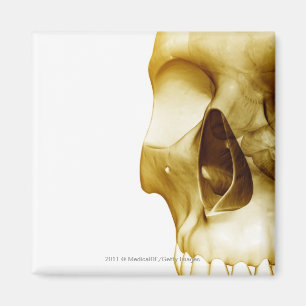 Imã Feche acima da vista frontal do cérebro dentro de