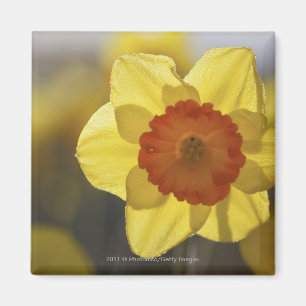 Imã Feche acima Daffodil amarelo/alaranjado