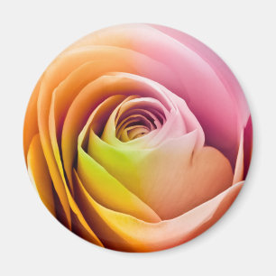 Imã Feche acima das pétalas cor-de-rosa coloridas