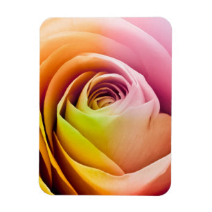 Ímã Feche acima das pétalas cor-de-rosa coloridas