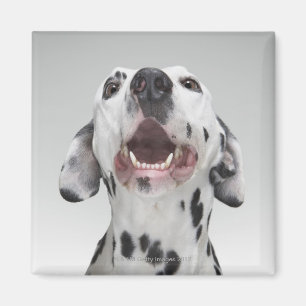Imã Feche acima de um cão Dalmatian
