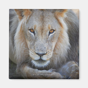 Imã feche acima de um leão masculino, Panthera leo,