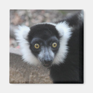 Imã Feche acima de um Lemur preto e branco de Ruffed