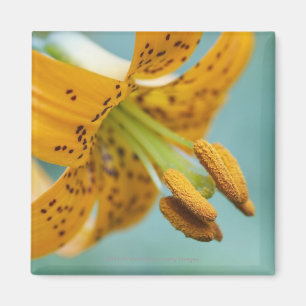 Imã Feche acima de um lírio amarelo