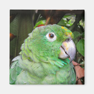 Imã Feche acima de um papagaio verde
