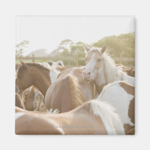 Imã Feche acima de um rebanho dos cavalos
