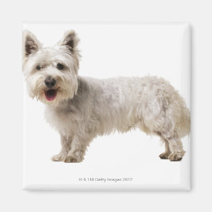 Imã Feche acima de um terrier